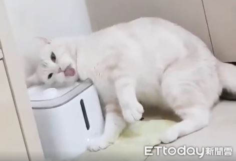 ▲喝個水也懶！厭世貓「飲水機洗臉」　朕就是要躺著啊～。（圖／網友Jimmy Huang提供）