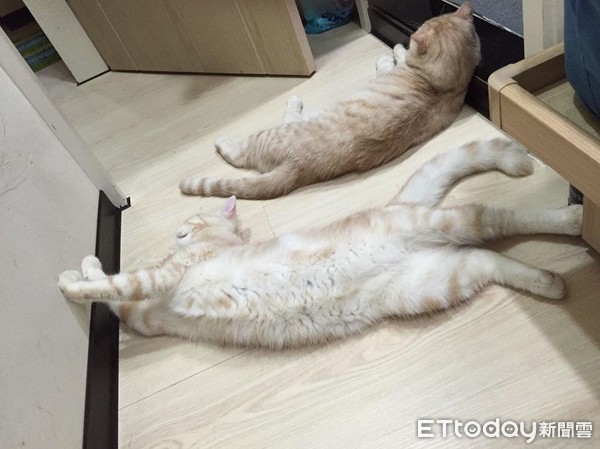 ▲喝個水也懶！厭世貓「飲水機洗臉」　朕就是要躺著啊～。（圖／網友Jimmy Huang提供）