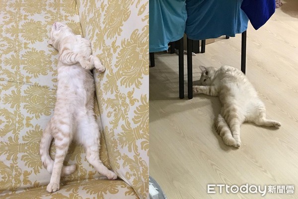 ▲喝個水也懶！厭世貓「飲水機洗臉」　朕就是要躺著啊～。（圖／網友Jimmy Huang提供）