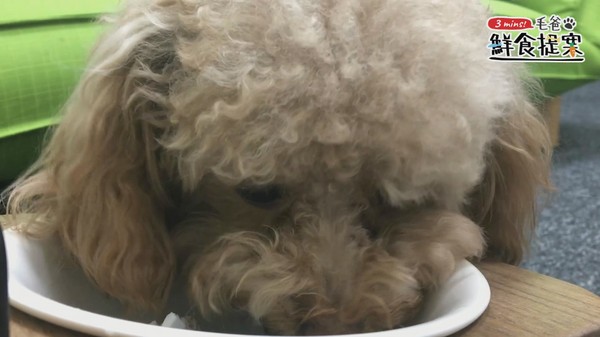 毛孩窈窕輕食～Honey秋葵舞沙拉（圖／毛起來 MaoUp）