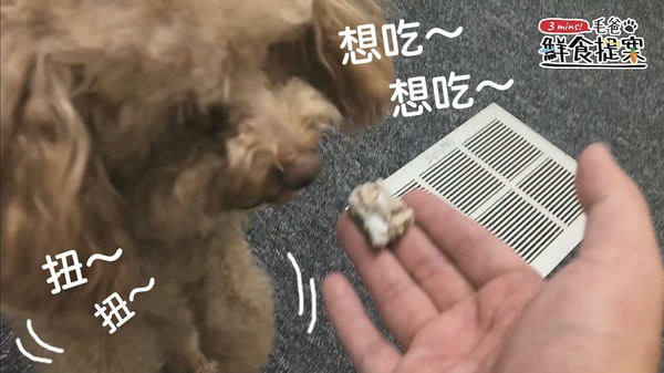 毛孩窈窕輕食～Honey秋葵舞沙拉（圖／毛起來 MaoUp）