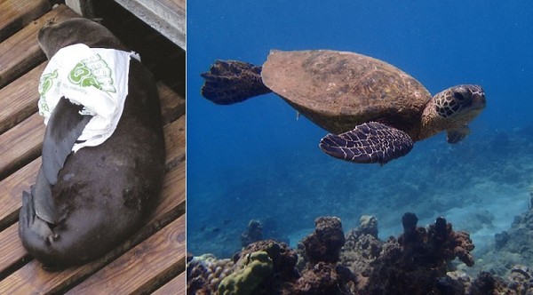 ▲海洋生物正遭受塑膠垃圾的威脅。（圖／取自臉書／Local Ocean Conservation）