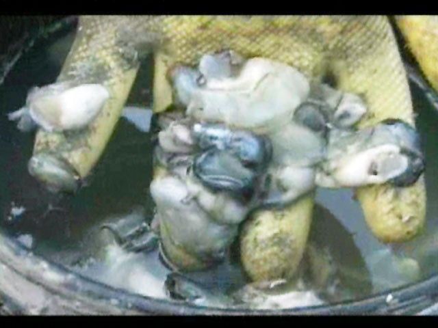 蚵蛭大量繁殖嘉義牡蠣被吃光價格飆漲 Ettoday寵物雲 Ettoday新聞雲