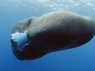 絕望畫面！鯨魚餓到「狂嚼塑膠碎片」　嘴皮磨破往海底沉…