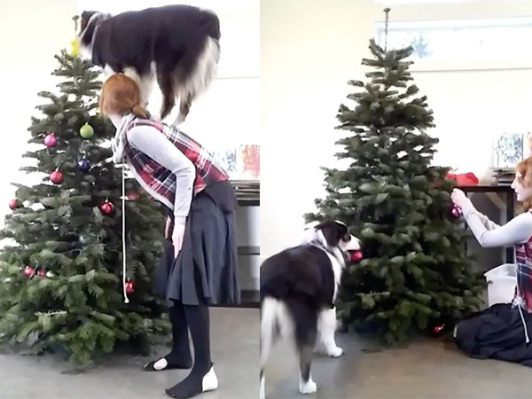 ▲和馬麻一起裝飾聖誕樹的澳洲牧羊犬「Secret」 。（圖／翻攝自影片／Instagram／my_aussie_gal）