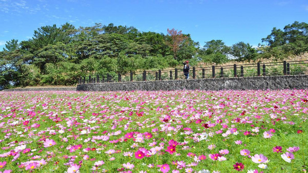 高雄賞花新景點 雙湖森林公園打造公頃浪漫階梯花海 Ettoday旅遊雲 Ettoday新聞雲