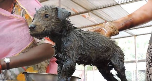 ▲印度有3隻小狗被曬乾的柏油黏TT，困在路面動彈不得。(圖／翻攝自Animal Aid Unlimited網站）