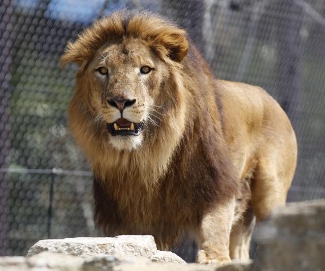 ▲▼雄獅。（圖／翻攝自上野動物園、google搜尋結果）