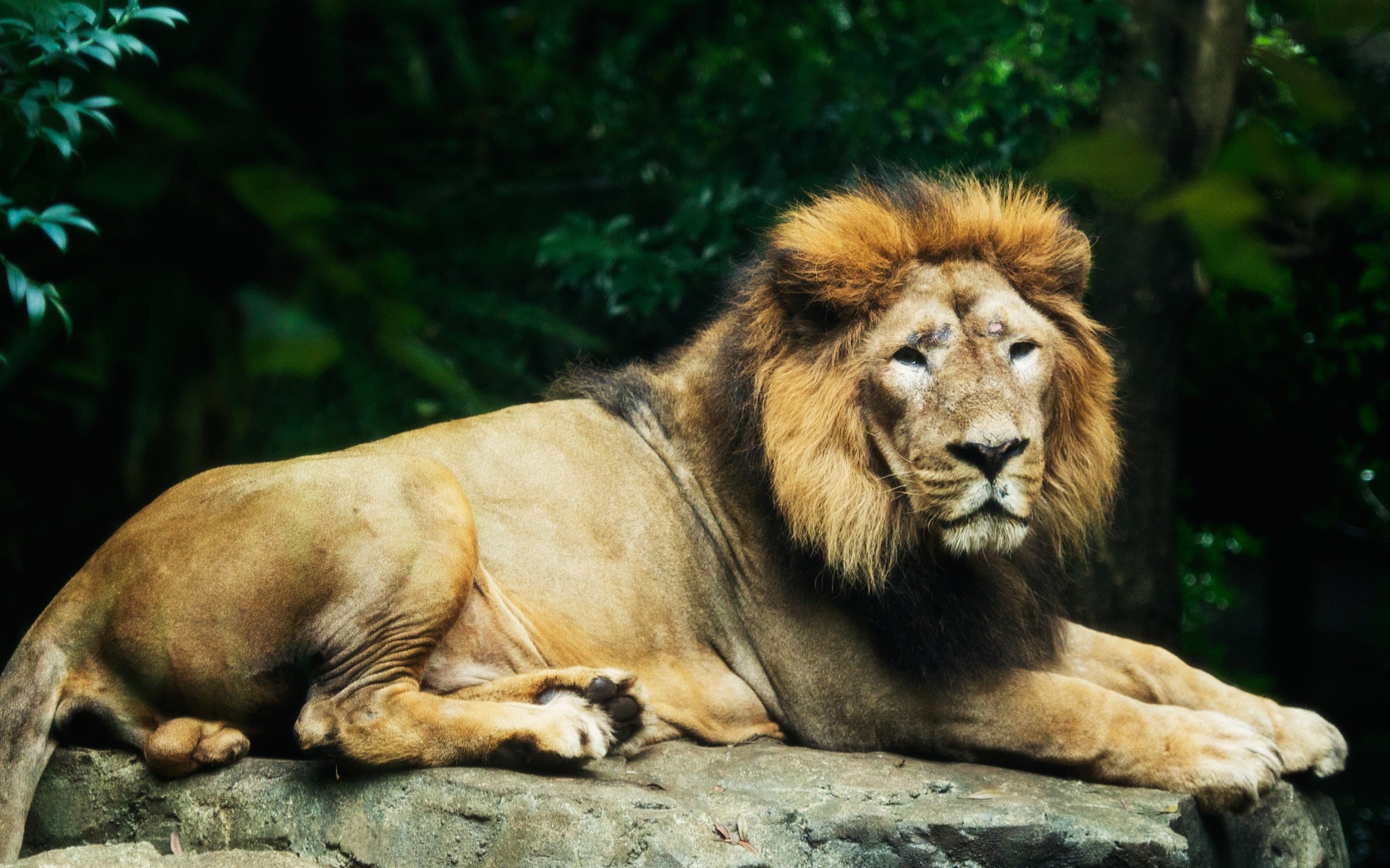 ▲▼雄獅。（圖／翻攝自上野動物園、google搜尋結果）