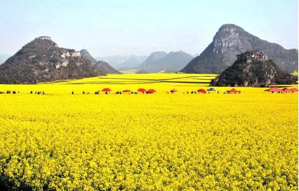 ▲中國五大油菜花海。（圖／喜鴻旅行社、shutterstock提供）