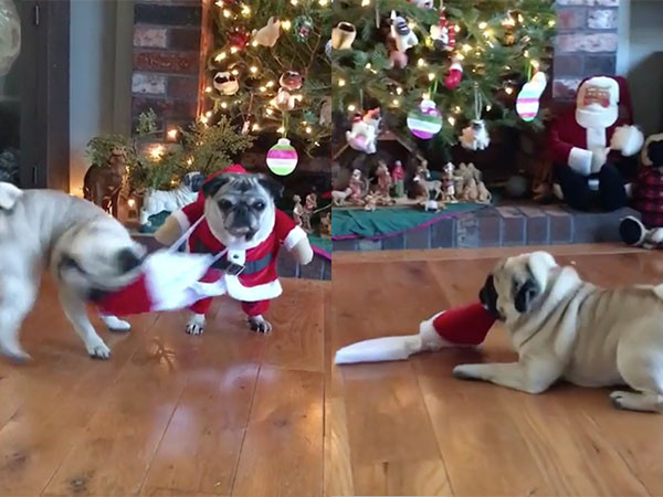 ▲穿聖誕裝與脫聖誕裝的巴哥犬。（圖／翻攝自影片／Instagram／pugdashians）