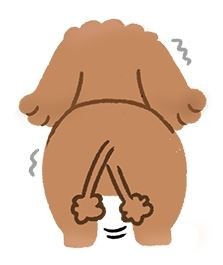 【汪星語大解密】ㄟ～尾巴搖搖也可以看個性？（圖／毛起來 MaoUp）