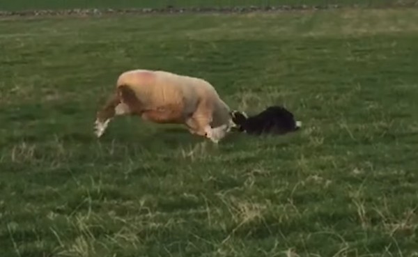 牧羊犬VS羊。（圖／翻攝自Caters clip）