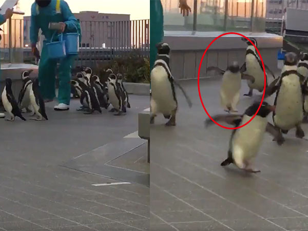 ▲企鵝Q彈跳樂追逐飼育員。（圖／翻攝自影片／Twitter／tarosuke081）