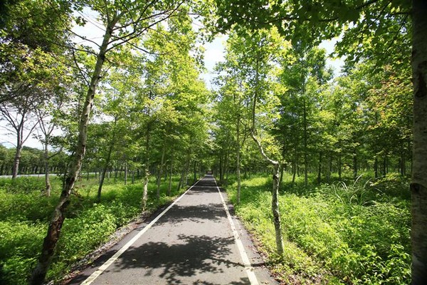 ▲▼大農大富平地森林園區自行車道。（圖／取自台灣森林悠遊網）