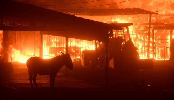 ▲ 加州野火吞噬馬場，許多馬匹來不及逃出而被燒死。（圖／路透社）