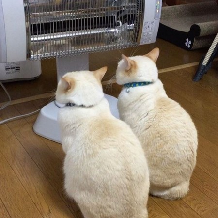 ▲好冷！2團「棉花糖」窩暖爐前定格　網笑：再下去要烤焦了。（圖／翻攝自Instagram @misokoro）