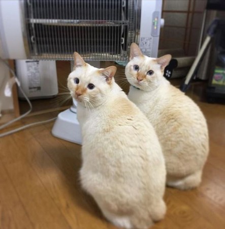 ▲好冷！2團「棉花糖」窩暖爐前定格　網笑：再下去要烤焦了。（圖／翻攝自Instagram @misokoro）