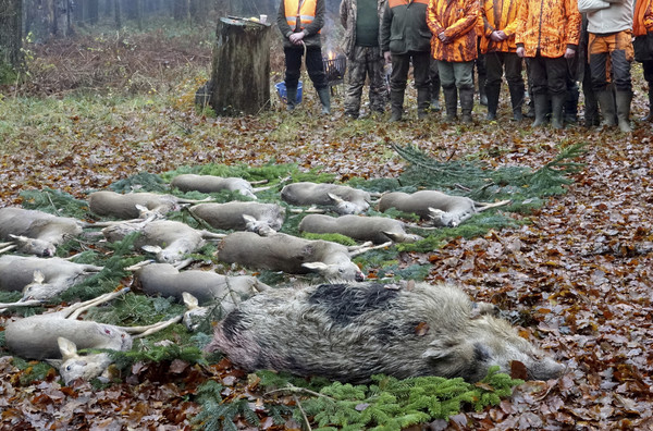 ▲▼德國奧克魯格(Aukrug)狩獵季，出動2.2萬獵人。（圖／達志影像／美聯社）