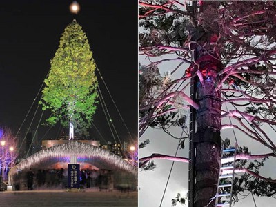 「百年瀕死神木」當聖誕樹！日企業慶耶誕…打卡留下虐樹證據