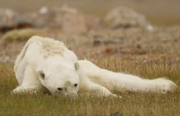 北極熊餓死。（圖／翻攝自Instagram／paulnicklen）