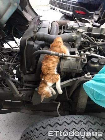 貓咪卡車裡過世。（圖／網友陳識旭提供）