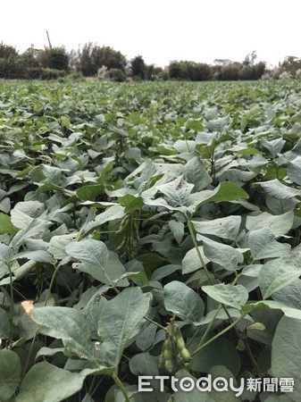 ▲北部雜糧集團產區專攻黑豆 選購國產黑豆最安全・安心。（圖／農委會提供）