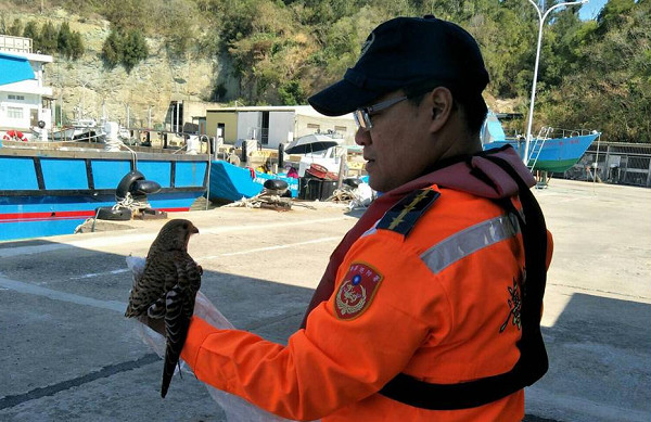 ▲海巡署救援金門「紅隼」　右翅開放性骨折...檢傷中死亡。（圖／中巡局提供）