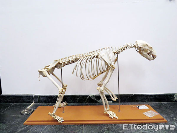 ▲斷掌黑熊與其骨骼標本。（圖／「林務局花蓮林區管理處」授權提供。）