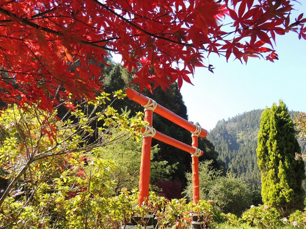 ▲月楓紅　圖／杉林溪國家公園提供