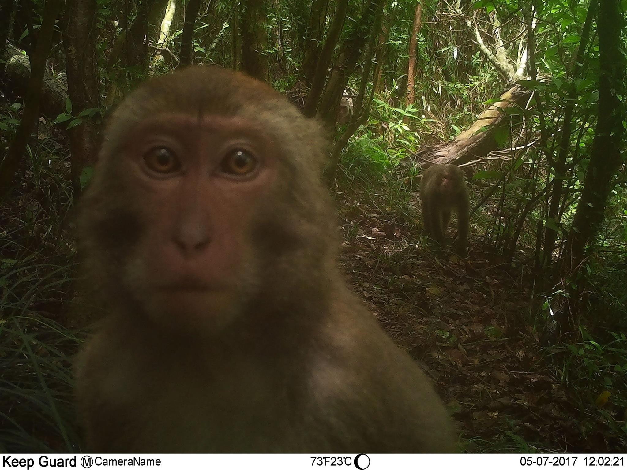 台灣獼猴捧相機自拍山神現身 閨密帶寶寶聚會全入境 Ettoday寵物雲 Ettoday新聞雲