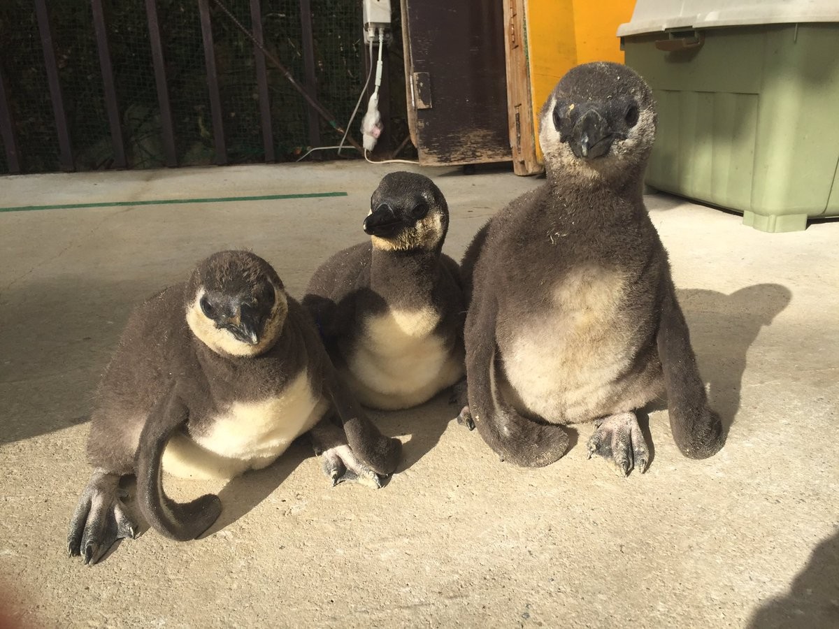 ▲▼東北動物園企鵝寶寶（圖／翻攝自東北動物園Twitter）