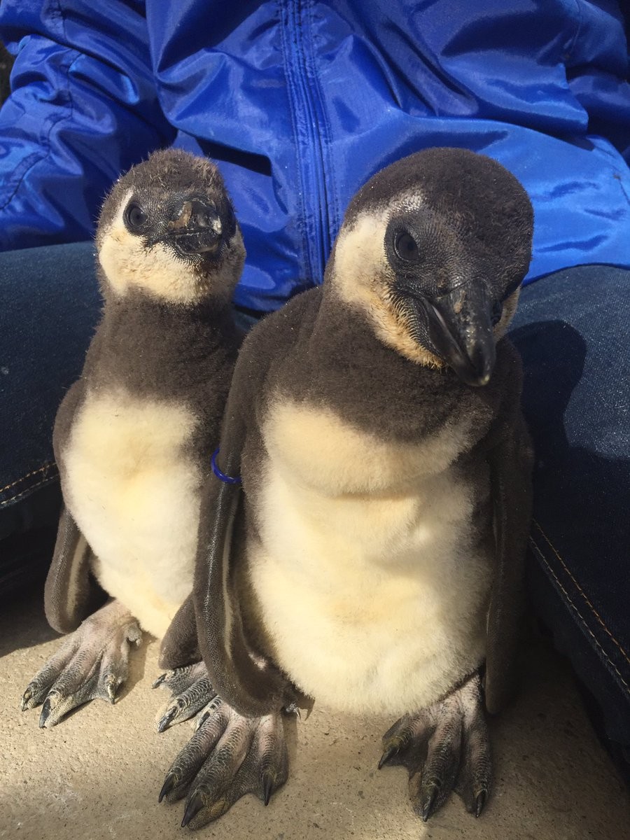 ▲▼東北動物園企鵝寶寶（圖／翻攝自東北動物園Twitter）