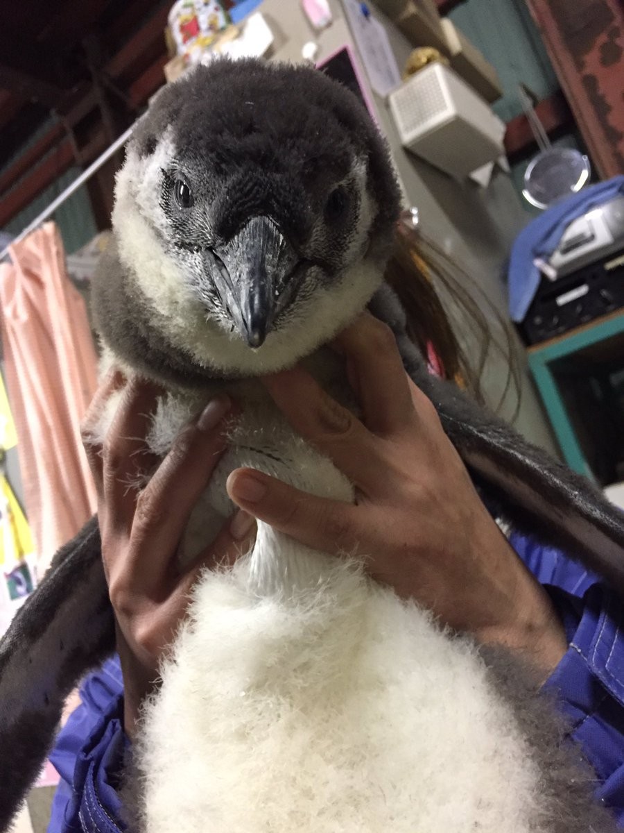 ▲▼東北動物園企鵝寶寶（圖／翻攝自東北動物園Twitter）