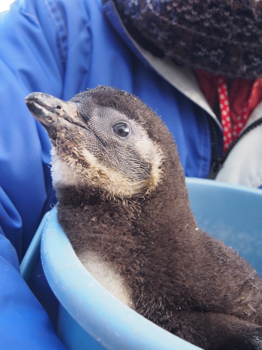 ▲▼東北動物園企鵝寶寶（圖／翻攝自東北動物園Twitter）