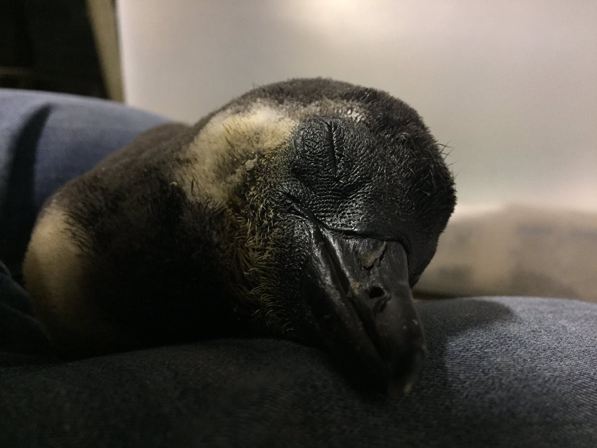 ▲▼東北動物園企鵝寶寶（圖／翻攝自東北動物園Twitter）