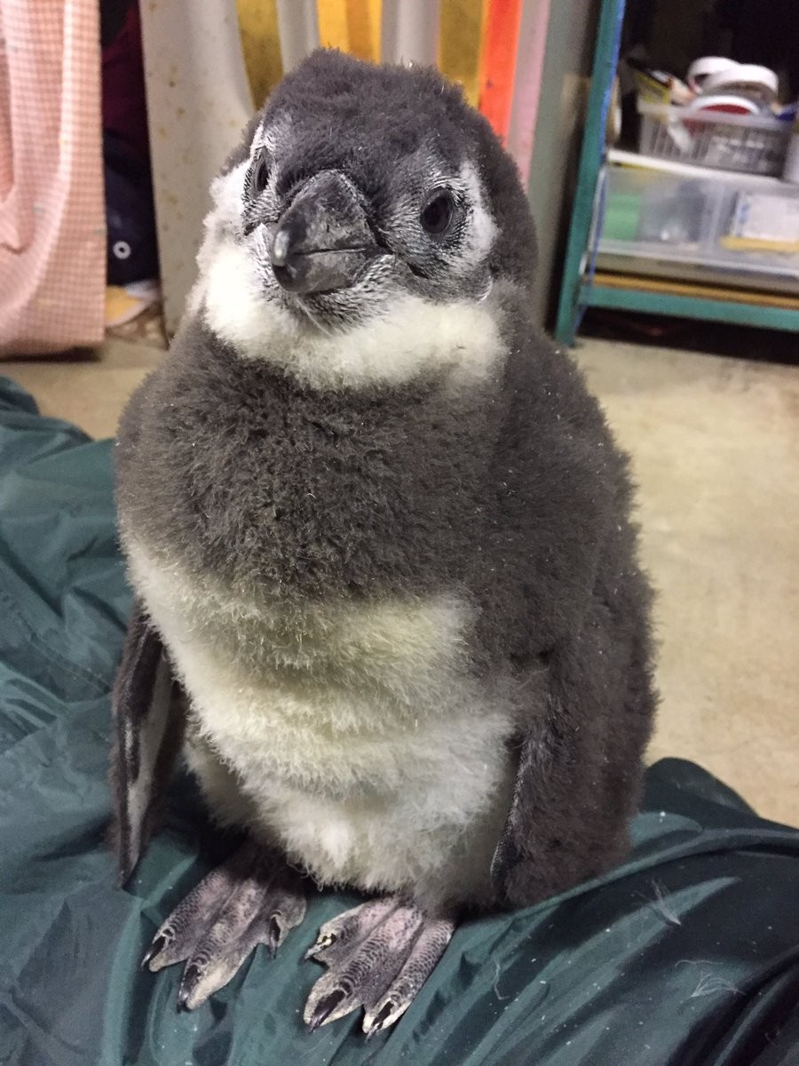 ▲▼東北動物園企鵝寶寶（圖／翻攝自東北動物園Twitter）