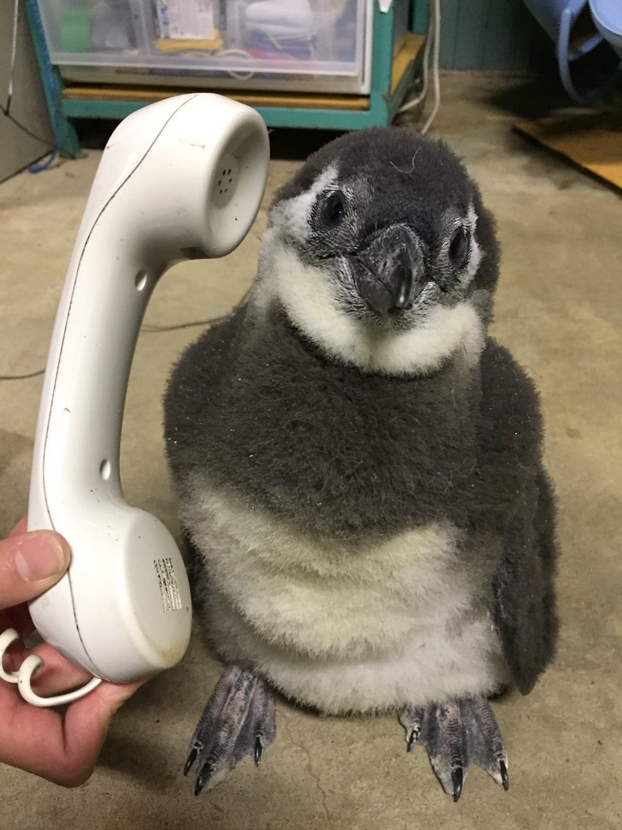 ▲▼東北動物園企鵝寶寶（圖／翻攝自東北動物園Twitter）