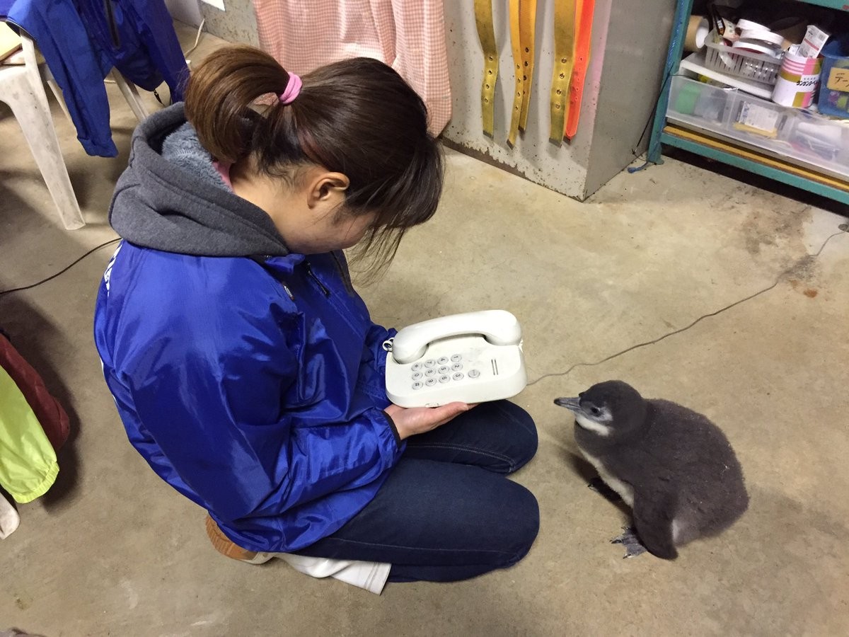 ▲▼東北動物園企鵝寶寶（圖／翻攝自東北動物園Twitter）