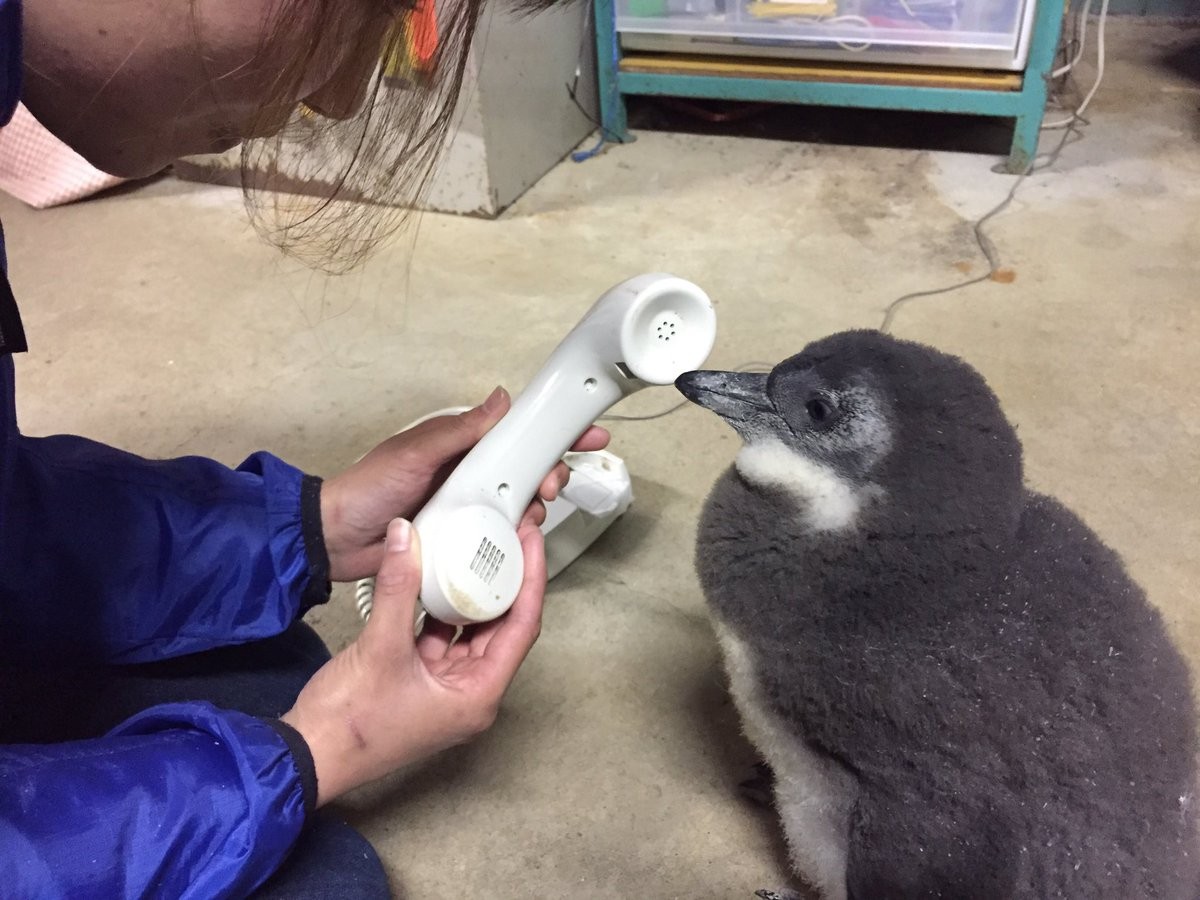 ▲▼東北動物園企鵝寶寶（圖／翻攝自東北動物園Twitter）