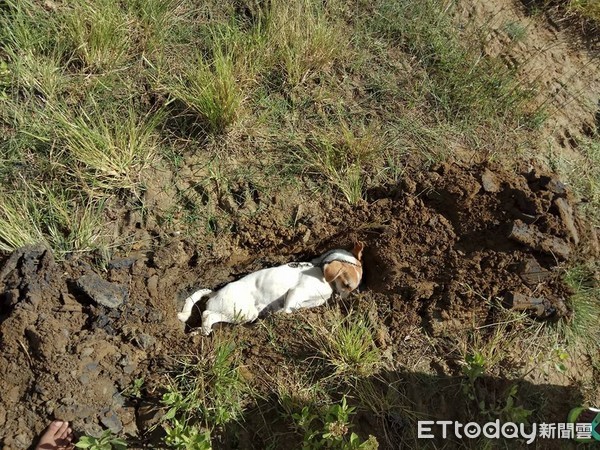 忠犬護主卻遭下毒，死前眼角掛著一滴淚。（圖／網友Achy Wijaya提供，請勿隨意翻拍，以免侵權。）