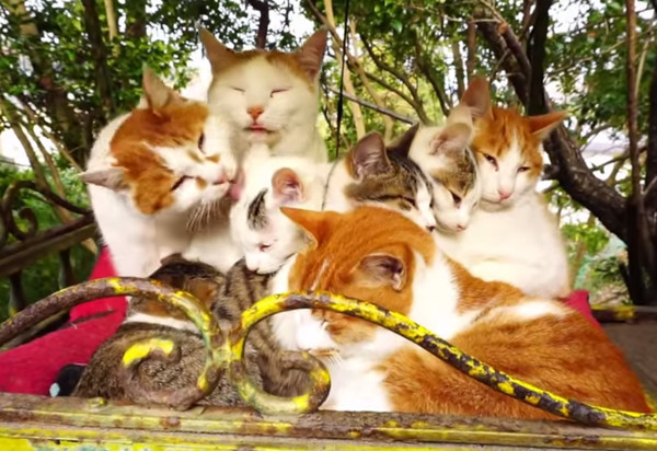 冷到吃手手！京都哲學大道出現8顆「貓糰子」　老大忙著幫舔毛（圖／翻攝自Nyanta8355／YouTube）