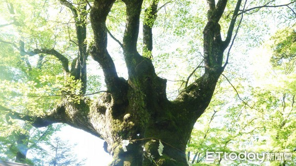 ▲輕井澤熊野皇大神社提供850信濃樹。（圖／熊野皇大神社提供）