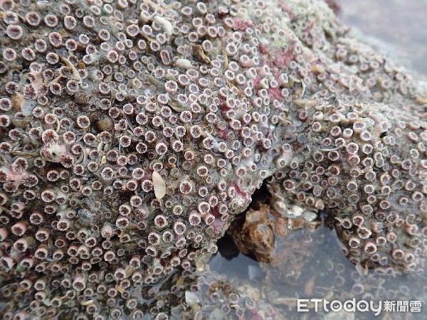 ▲大退潮後的柴山多杯孔珊瑚看起來有點像是一顆顆的大臼齒。（圖／潘忠政提供）