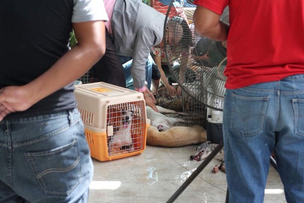 菲律賓狗展，30隻狗中暑死掉。（圖／翻攝自Penny Cham）