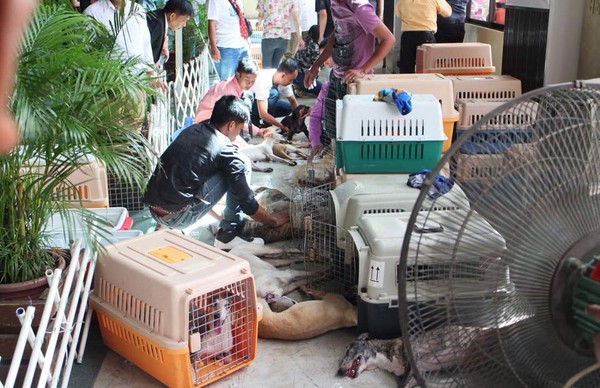 菲律賓狗展，30隻狗中暑死掉。（圖／翻攝自Penny Cham）