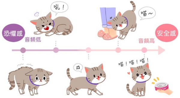 貓咪比較喜歡女生？因為高音頻是友善的象徵哦！（圖／毛起來 MaoUp）