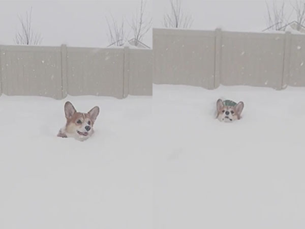 ▲在積雪裡跳躍的柯基犬「Cooper」。（圖／翻攝自影片／Instagram／coopersacorgi）