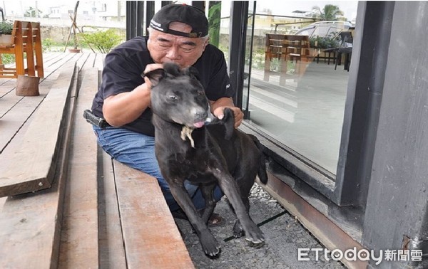 ▲浪浪項圈掐進肉裡！躲木地板發抖　暖心店家拆裝潢救牠。（圖／台灣動物緊急救援小組提供，請勿隨意翻拍，以免侵權。）