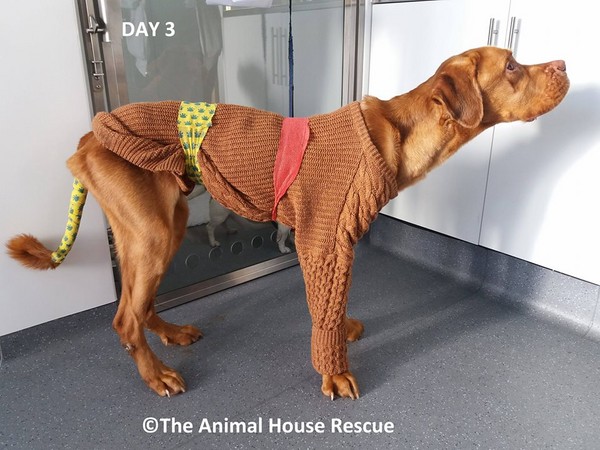 ▲▼ 英國伯明罕（Birmingham）自然保護區日前出現一隻狗被拋棄在雪地當中，不但身形消瘦、餓到皮包骨，瀕臨死亡邊緣。（圖／翻攝自Facebook／The Animal House Rescue）